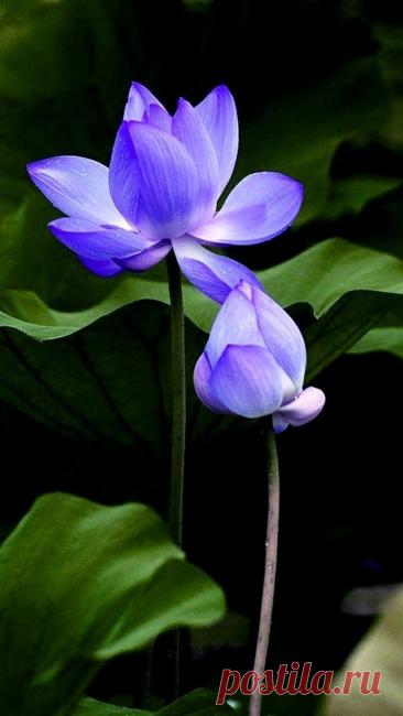 Пин на доске ☼✿⊱╮ץ๏ﻮ@ภเ๔гค тнєяαριє❀