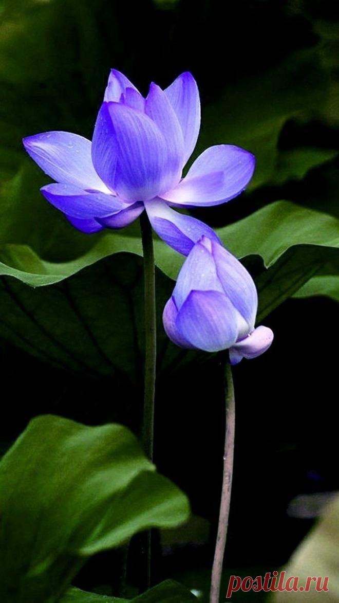 Пин на доске ☼✿⊱╮ץ๏ﻮ@ภเ๔гค тнєяαριє❀