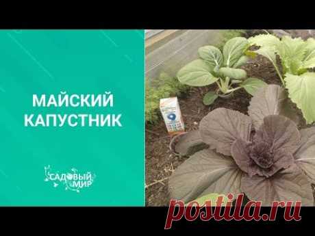 Обязательно подкормите капусту мелом! Супер урожай  гарантирован! Как посадить и подкормить капусту