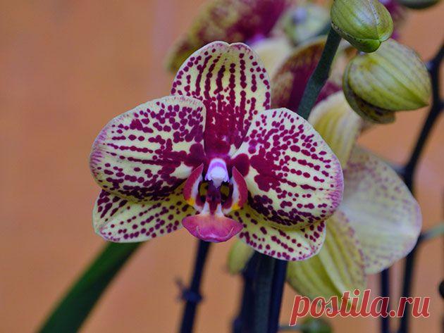 Орхидея фаленопсис в домашних условиях – уход, размножение фаленопсиса и пересадка, фото фаленопсиса