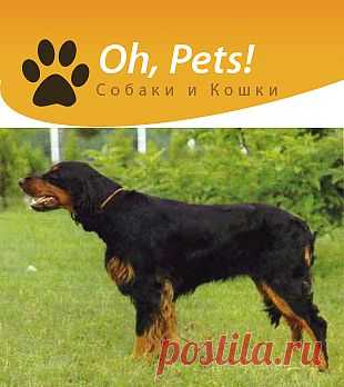 Породы собак: Шотландский сеттер