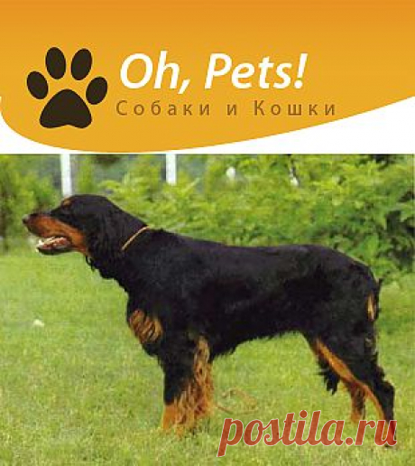 Породы собак: Шотландский сеттер