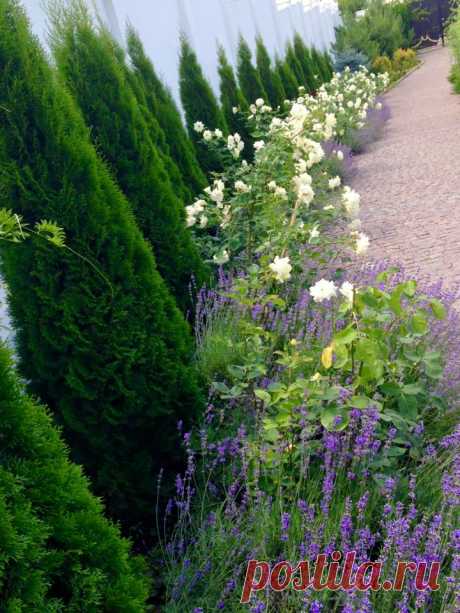 Туя смарагд, Розы и лаванда. Июнь, август после обрезки лаванды.Все лето на аллейке стоит чудный запах.Посажена 4 года назад, что- бы прикрыть забор.