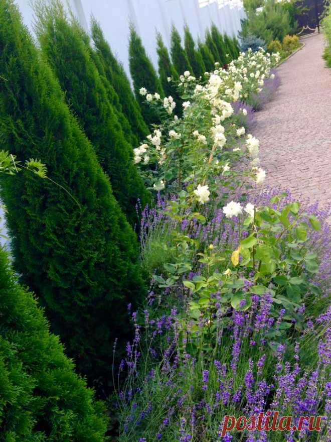 Туя смарагд, Розы и лаванда. Июнь, август после обрезки лаванды.Все лето на аллейке стоит чудный запах.Посажена 4 года назад, что- бы прикрыть забор.