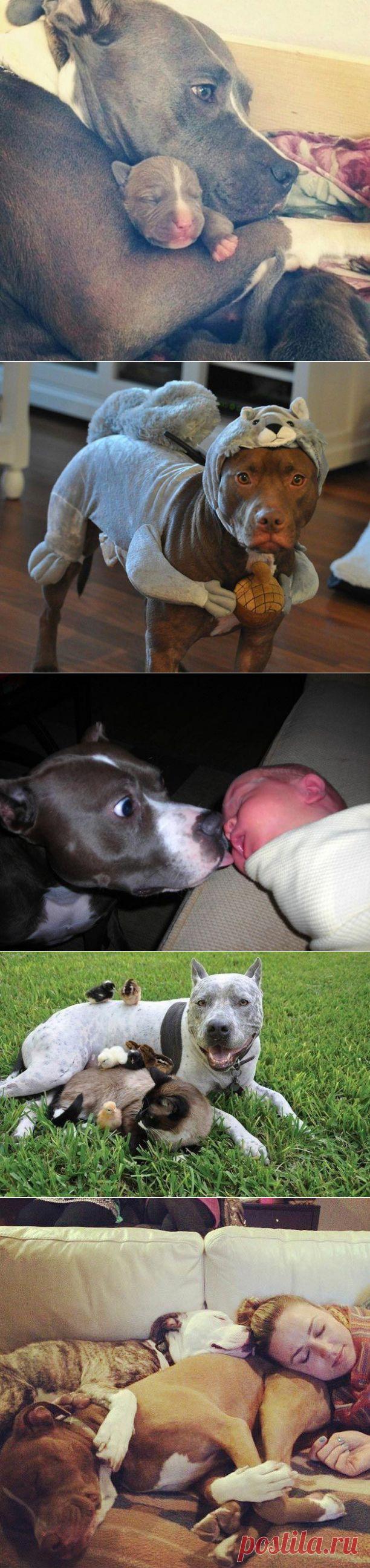 20 "веских" причин, почему никто и никогда не должен заводить питбуля | Дай лапку