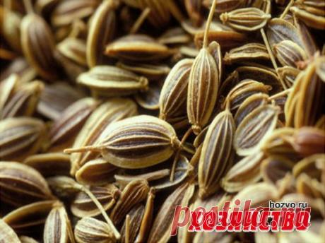 Как ускорить прорастание  петрушки