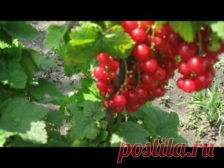 желе из красной смородины - 1 128 роликов. Поиск Mail.Ru