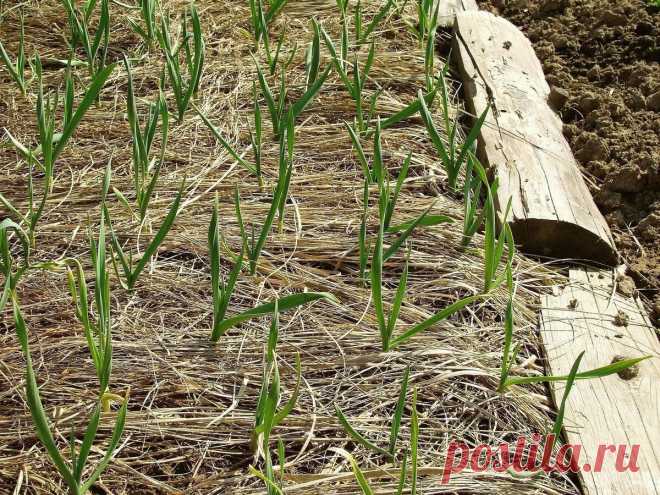 Листья чеснока желтеют: почему и как бороться с этой бедой | Любимая Дача. Сад и Огород | Яндекс Дзен