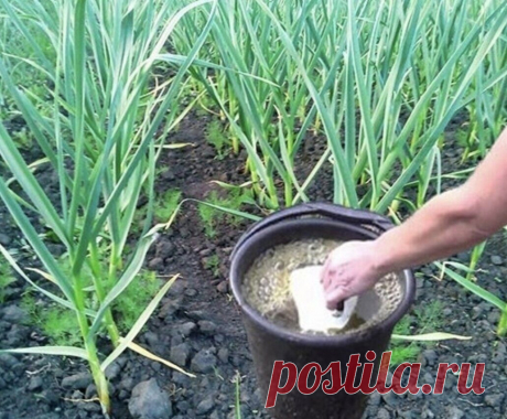 1 непрочитанный чат