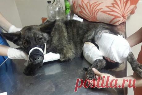 Пират с благовещенской трассы провел на операционном столе восемь часов (фото)