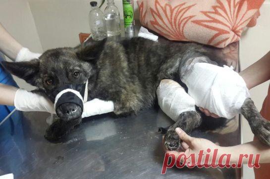 Пират с благовещенской трассы провел на операционном столе восемь часов (фото)