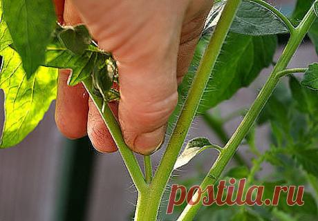 КАК ПАСЫНКОВАТЬ ТОМАТЫ

В средней полосе томаты не вырастить без пасынкования.

Томат отращивает многочисленные боковые побеги (пасынки) из пазух листьев, расположенных на главном стебле. Если их не удалять, они мощно разовьются, и растение превратится в многостебельный куст с многочисленными цветами. Но все его силы будут направлены не столько на образование плодов, сколько на наращивание зеленой массы. Вызреть завязавшиеся плоды не успеют. Приступая к пасынкованию, нужно...