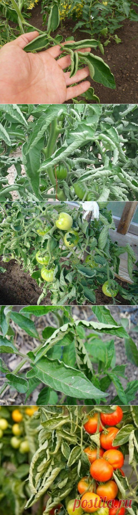 ЕСЛИ ЛИСТЬЯ НА ПОМИДОРАХ НАЧАЛИ СКРУЧИВАТЬСЯ