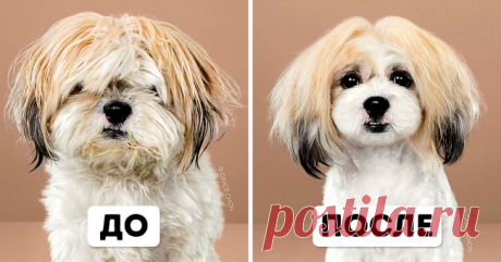 9 собак, которых японская стрижка преобразила так, что теперь их просто не узнать . Милая Я