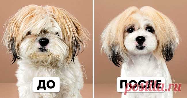 9 собак, которых японская стрижка преобразила так, что теперь их просто не узнать . Милая Я