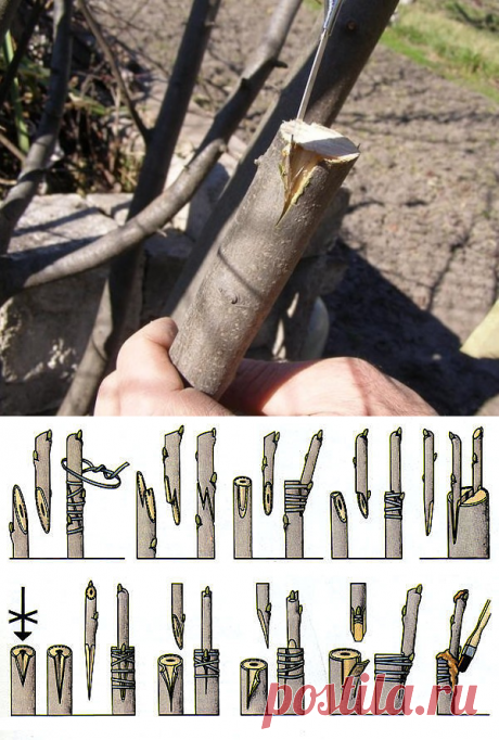 Одноклассники