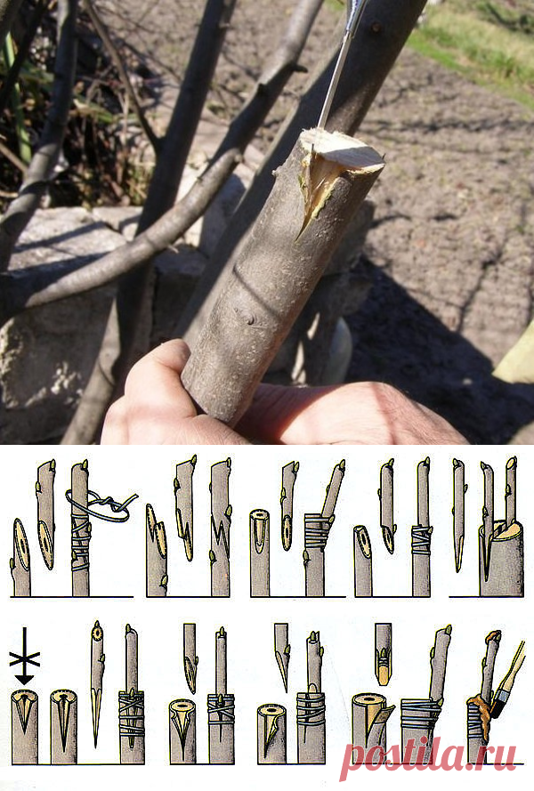 Одноклассники
