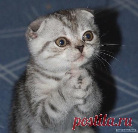 Муж оставил записку: &quot;Не верь коту! Он ел!&quot;
А я смотрю на кота, и возникает ощущение, что врёт муж.)