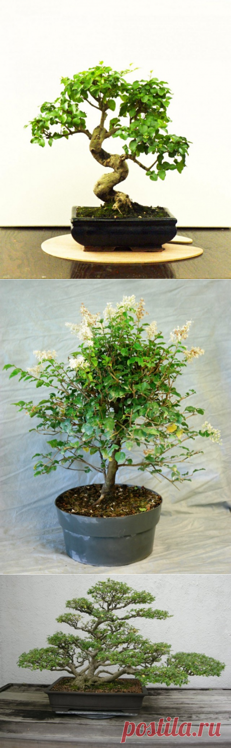 Комнатная бирючина — элегантная классика. Выращивание в домашних условиях. Бонсай. Фото - Ботаничка.ru