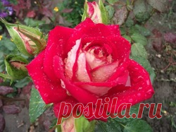 Сажаем розы из букета / Асиенда.ру