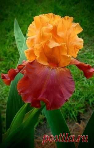 Почему ирисы не цветут. 5 причин - Садоводка