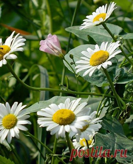 Тараторка — «ромашковый хаос» на Яндекс.Фотках