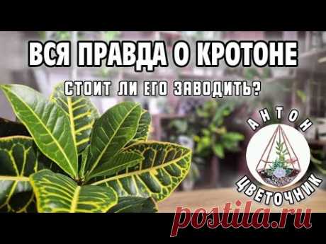 Вся правда о кротоне: стоит ли его заводить?