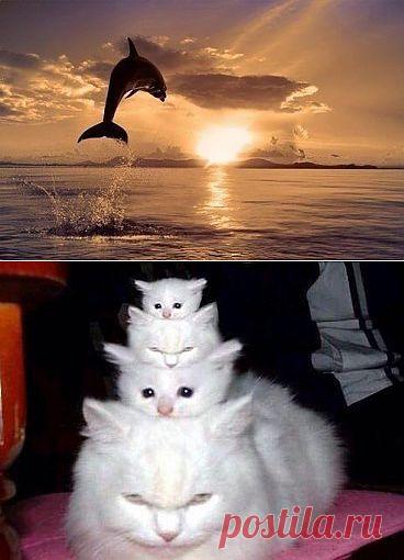 (79) Одноклассники