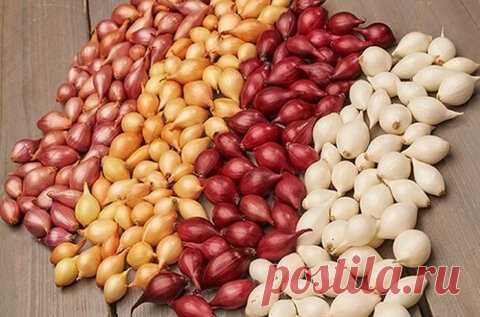 «Какой сорт лука нужно покупать, чтобы севок всю зиму хранить в квартире и он не сгнил?» — Яндекс Кью