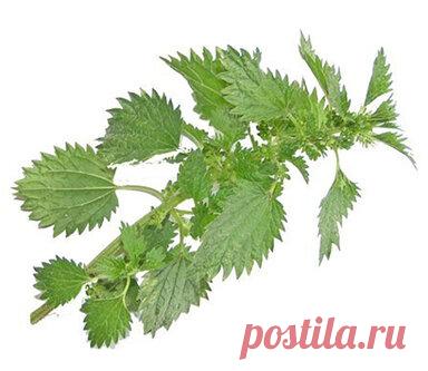 Избавляемся от седины с помощью крапивы