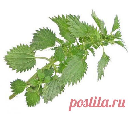 Избавляемся от седины с помощью крапивы