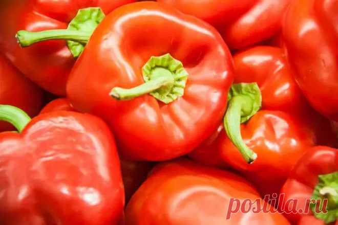 Какой секретный ингредиент в августе гарантирует сочный и мясистый перец: ответ проще, чем кажется. Проще всего использовать готовые калийно-фосфорные комплексы с минимальным азотом.