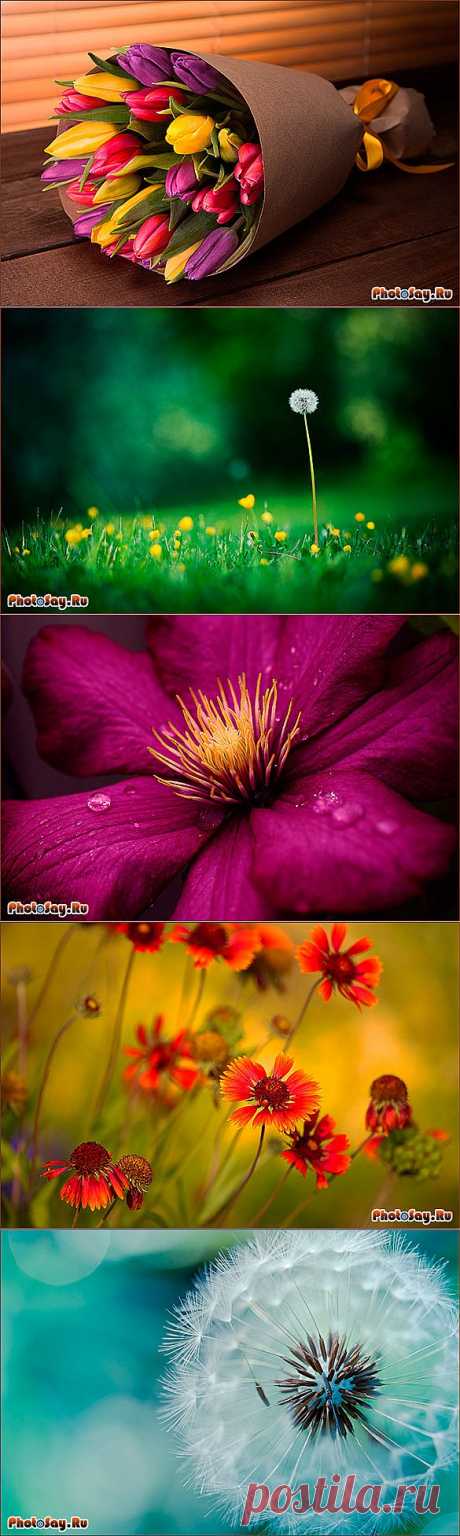 Как фотографировать цветы?