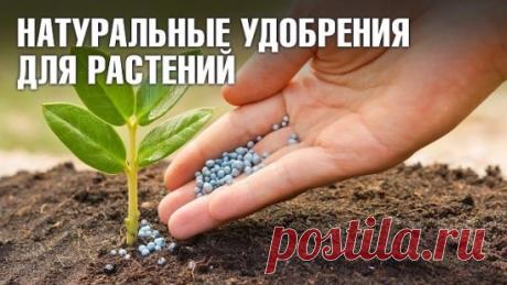 5 НАТУРАЛЬНЫХ УДОБРЕНИЙ ДЛЯ ДОМАШНИХ ЦВЕТОВ