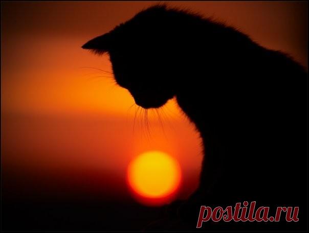 Кот Вася (1 фото) | Чёрт побери Небольшой рассказ про кота. У меня когда офис на Дзержинце был, я каждый день на работу и обратно ходил мимо супермаркета. Ну, такой, знаете, типа торговый центр, на первом этаже гастроном, на втором павильончики всякие. А под лестницей на второй этаж притулился малюсенький киоск, корма для животных. Ничем совершенно не примечательный, кроме одного. Там, возле окошка, стояла обувная коробка, на которой от руки было написано - 