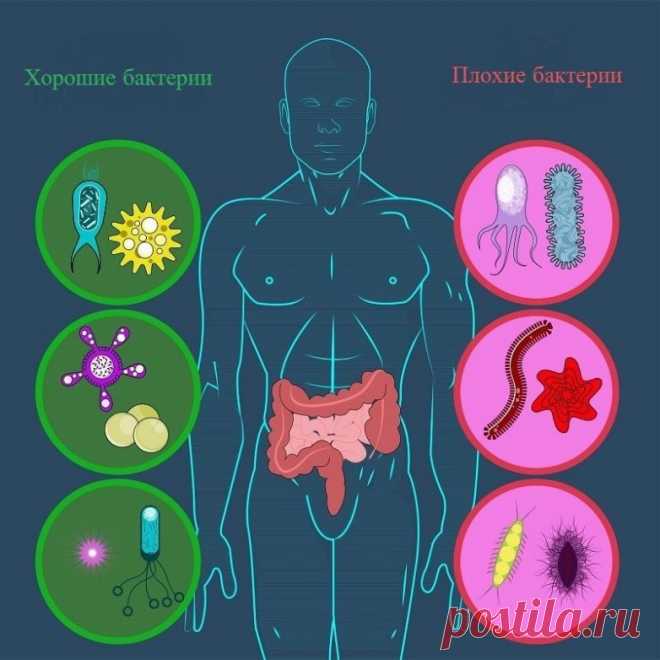 6 способов восстановления микрофлоры кишечника / Будьте здоровы