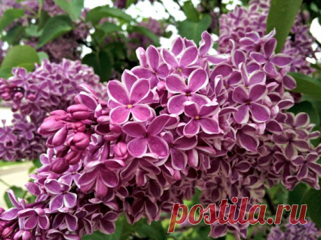 Сенсация | Дом сирени