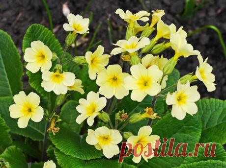 Малыши-крепыши: 15 лучших низкорослых растений для альпийской горки и рокария