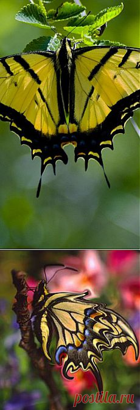 (1) Yellow Butterfly | Wings