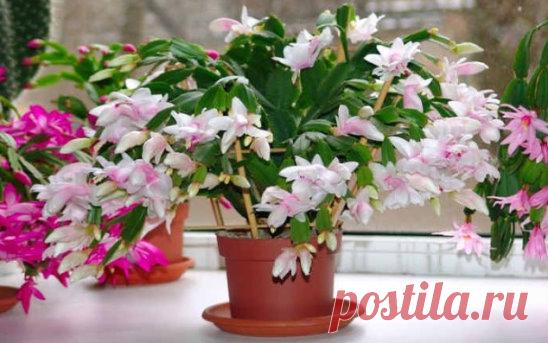 КАСТОРОВОЕ МАСЛО ДЛЯ ПЫШНОГО И ЯРКОГО ЦВЕТЕНИЯ