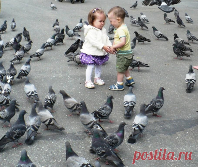 Фотография Любовь и голуби
