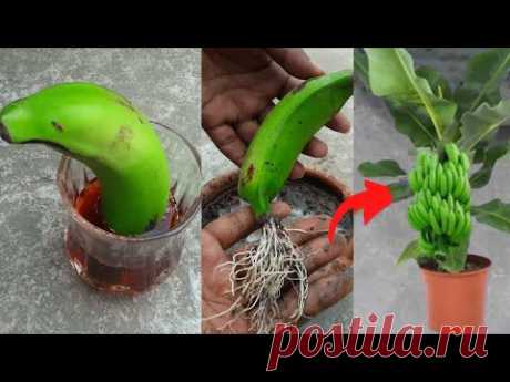 Grow banana tree from banana 🍌🍌🍌