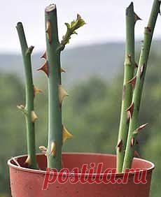 Как вырастить розы из черенков - Черенкование роз. Florets.ru