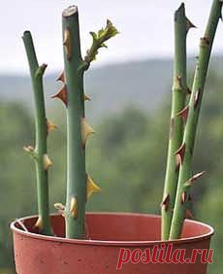 Как вырастить розы из черенков - Черенкование роз. Florets.ru