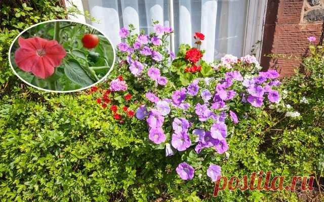 Правильный уход за петуниями в июле – приемы, улучшающие цветение — Домашние