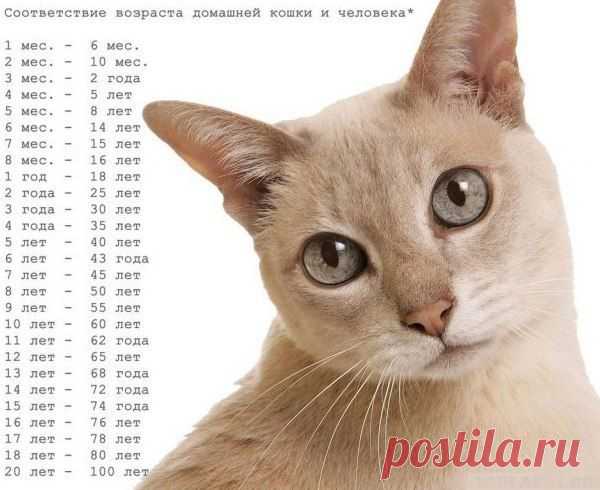 СООТВЕТСТВИЕ ВОЗРАСТА КОШКИ И ЧЕЛОВЕКА   =)