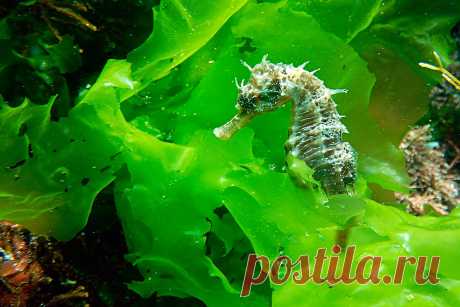 Длиннорылый морской конёк (Hippocampus guttulatus).