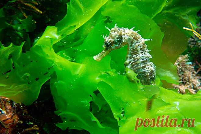 Длиннорылый морской конёк (Hippocampus guttulatus).