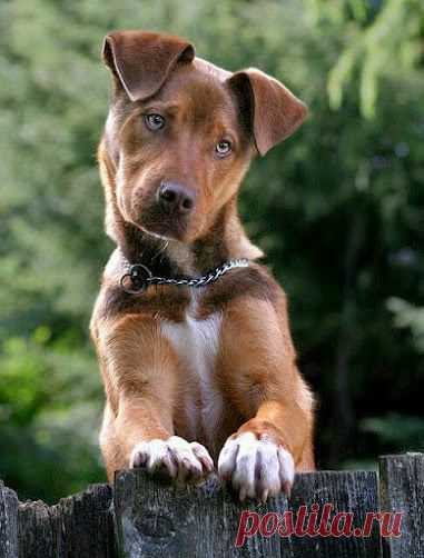 Внимательно слушаю вас .