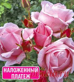 Роза Куин Элизабет 1 шт.